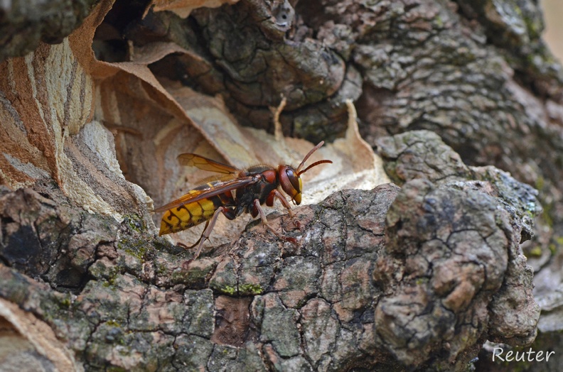 Hornisse - Common Hornet (Vespa crabro)
Foto: Karl Reuter
Ort: Labin, Istrien, Kroatien
Kamera: Nikon D7000, Nikkor 105VR 1:2,8 Hornisse _Vespa crabro_ II.jpg